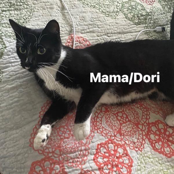 Enlarge Dori, a Adoptable American Shorthair in Long Beach, CA image 3/6