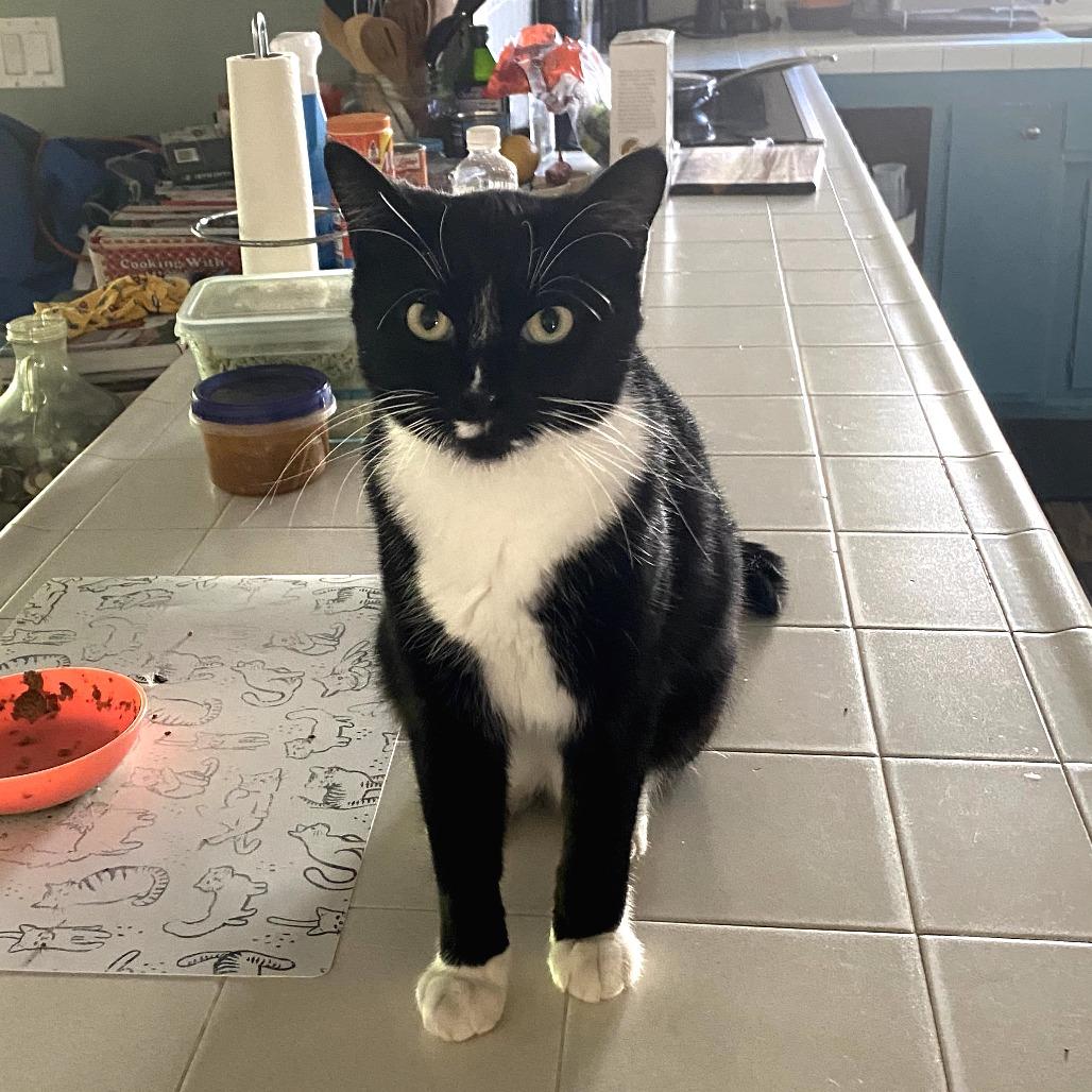 Enlarge Dori, a Adoptable American Shorthair in Long Beach, CA image 4/6