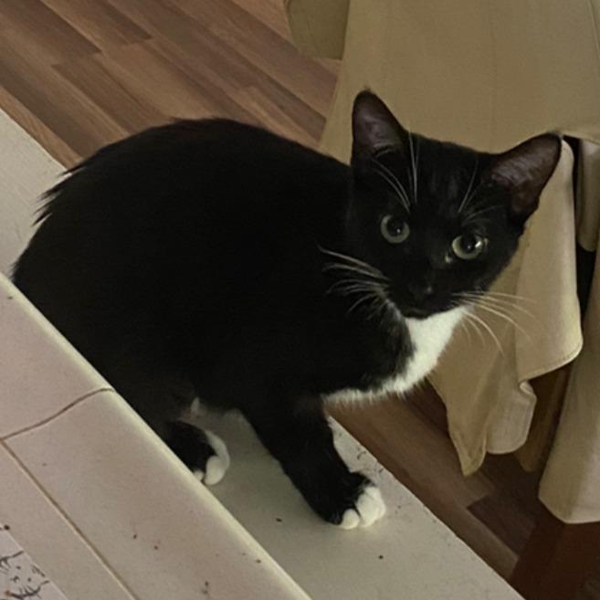 Enlarge Dori, a Adoptable American Shorthair in Long Beach, CA image 5/6