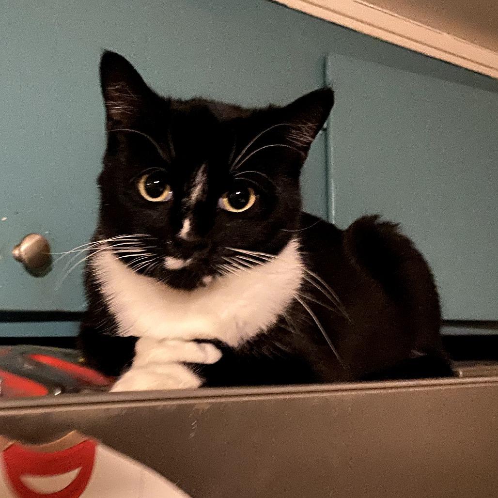 Enlarge Dori, a Adoptable American Shorthair in Long Beach, CA image 6/6