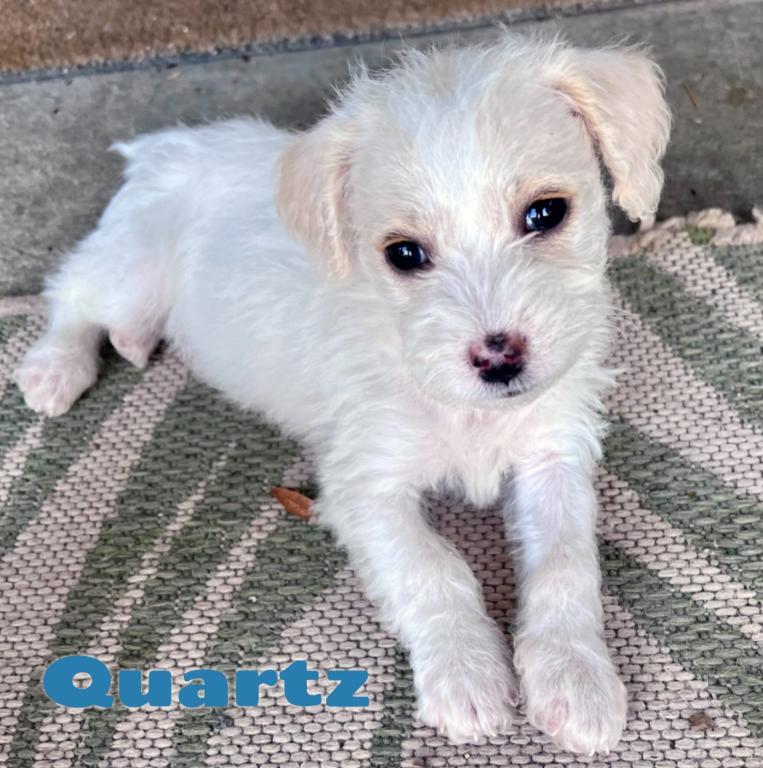 Quartz, ADOPTABLE, Puppy Male Chihuahua & Miniature Poodle.