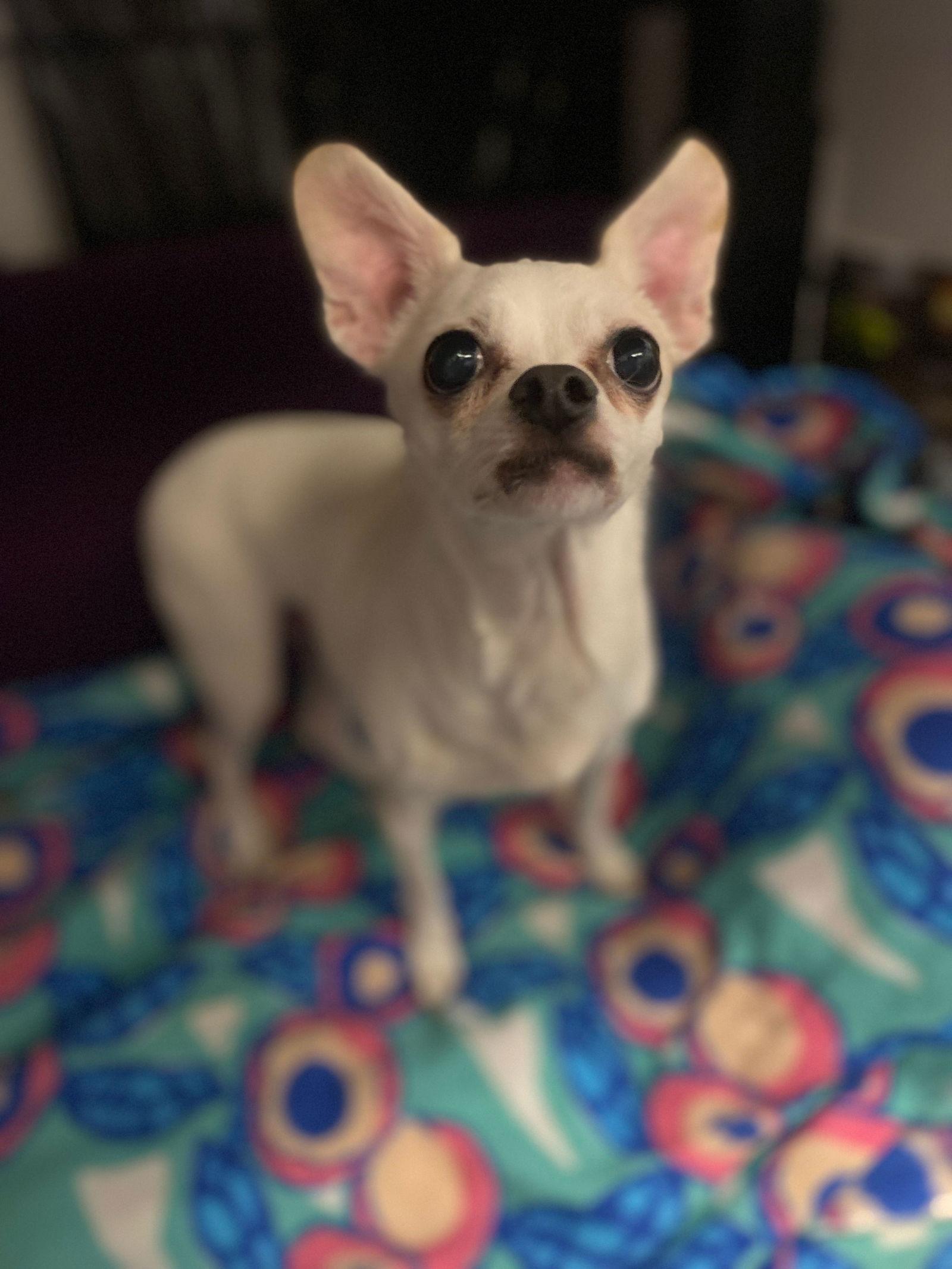 Leora, Adopted, Adult Female Chihuahua.