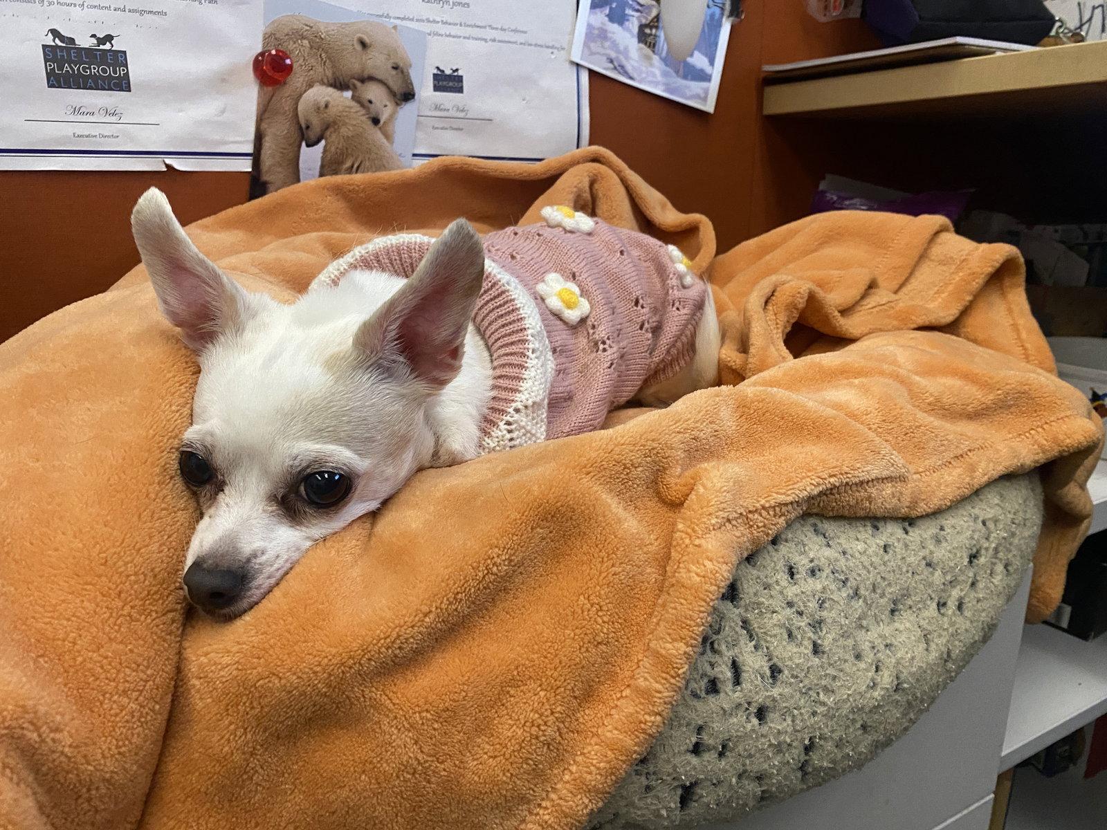 Enlarge Leora, a Adopted Chihuahua in San Francisco, CA image 2/3