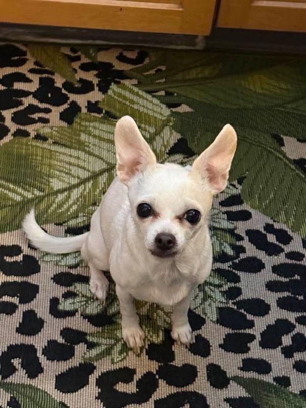 Enlarge Leora, a Adopted Chihuahua in San Francisco, CA image 3/3