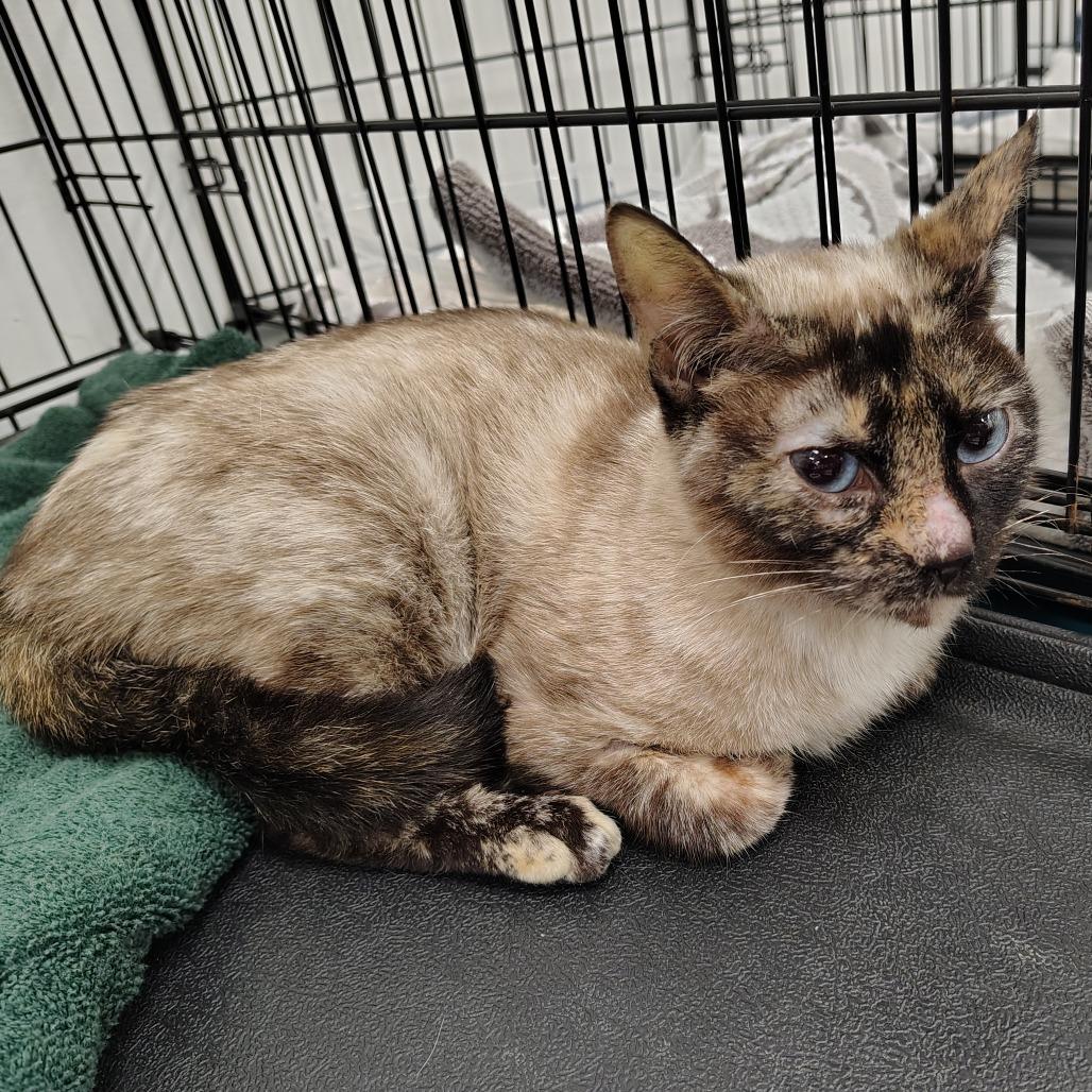 Tiffany, Adoptable, Adult Female Siamese.