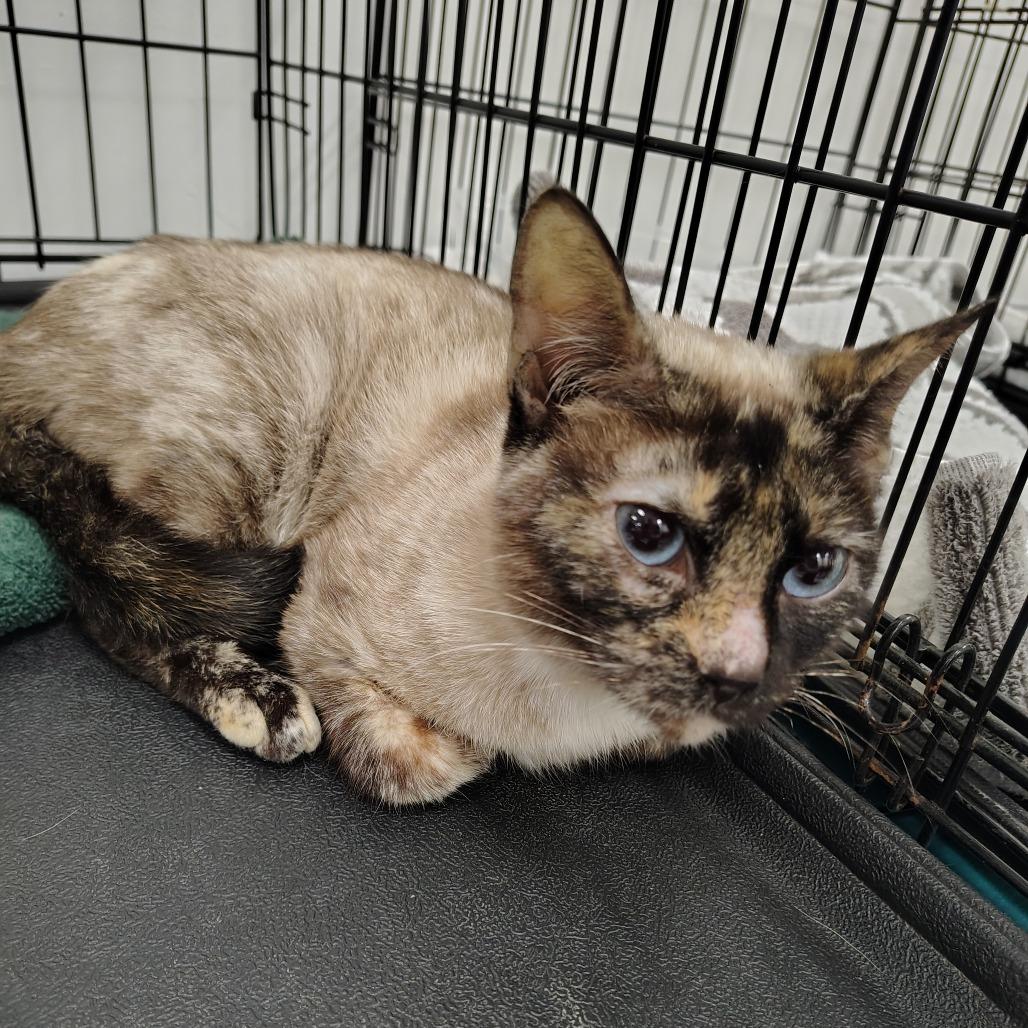 Tiffany, a Adoptable Siamese in Coos Bay, OR image 2/3