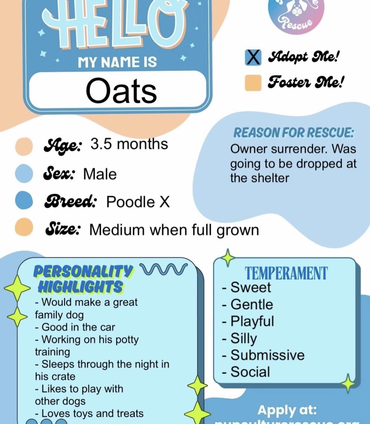 Enlarge Oats, a Adopted mixed breed in Pasadena, CA image 2/3