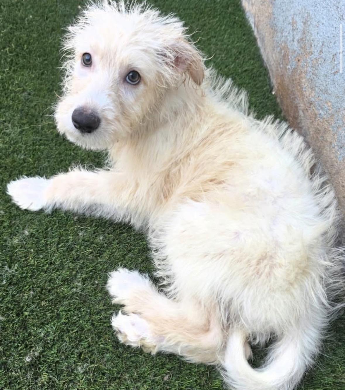 Oats, Adopted, Puppy Male Poodle.