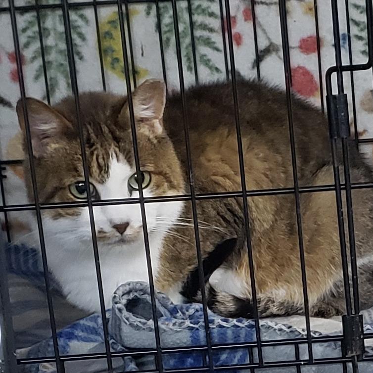 Daisy, Adoptable, Senior Female Domestic Short Hair.