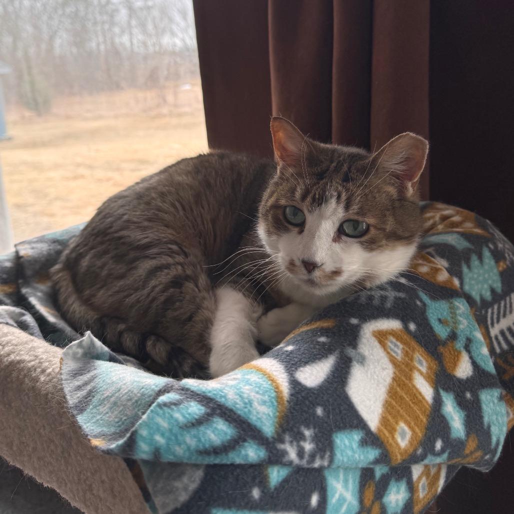 Daisy, Adoptable, Senior Female Domestic Short Hair.