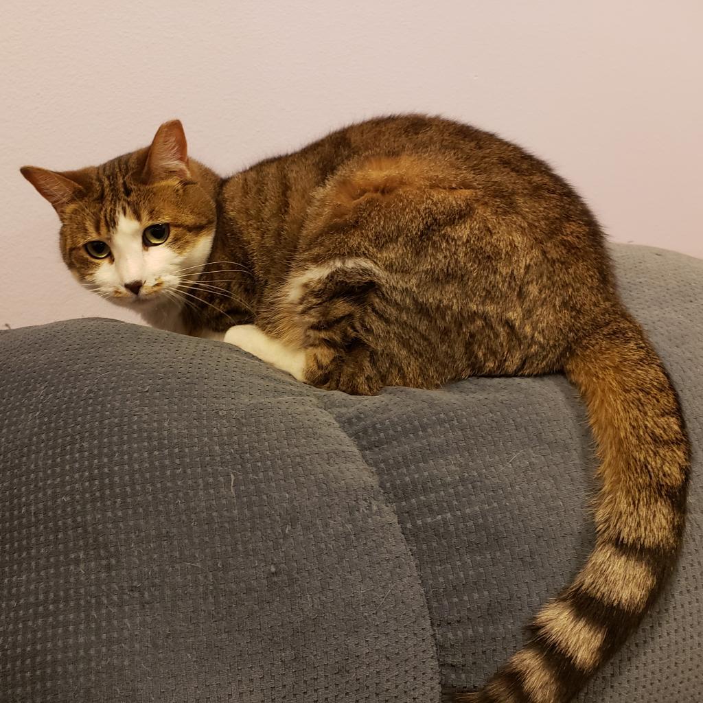 Daisy, Adoptable, Senior Female Domestic Short Hair.