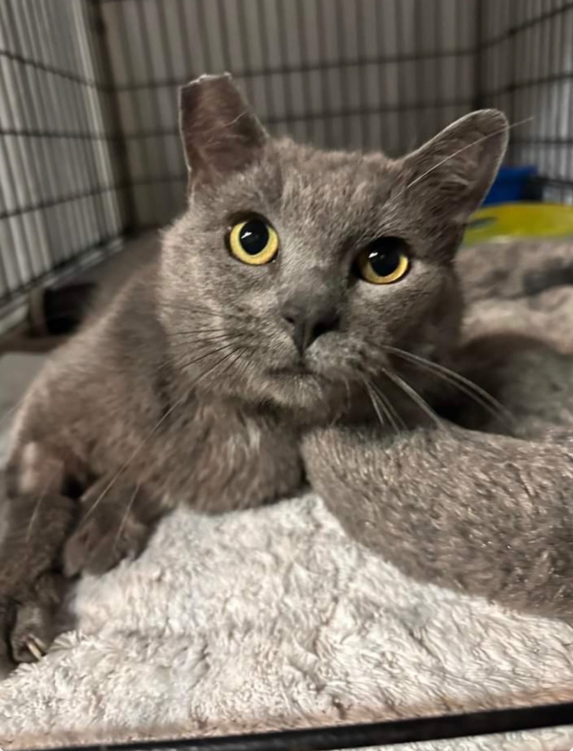 Petey, a Adoptable Russian Blue in Huntington Beach, CA image 1/4