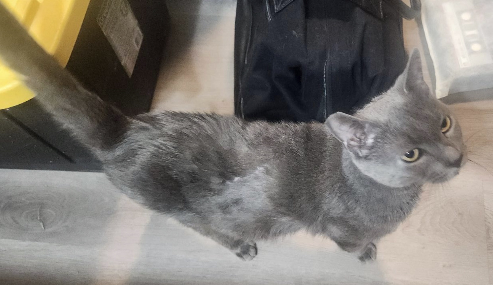 Petey, a Adoptable Russian Blue in Huntington Beach, CA image 3/4