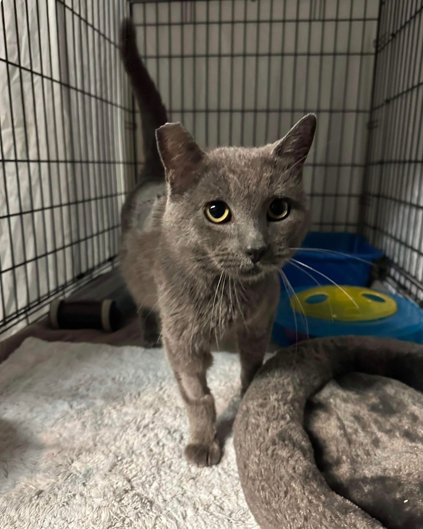 Petey, a Adoptable Russian Blue in Huntington Beach, CA image 2/4