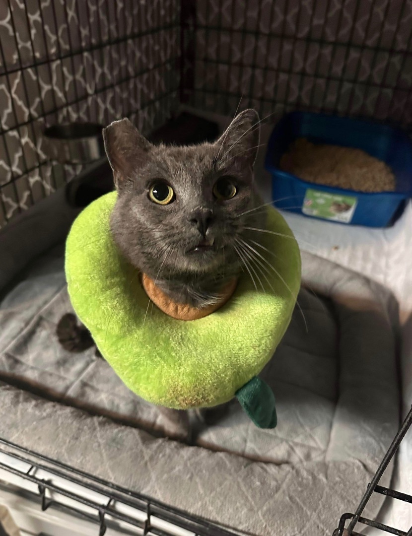Petey, a Adoptable Russian Blue in Huntington Beach, CA image 4/4