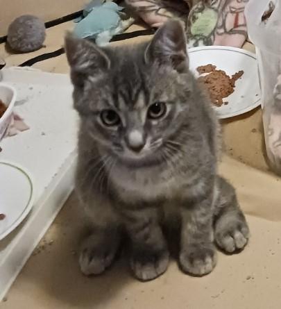 Joy, a Adoptable Domestic Short Hair in Kenosha, WI image 2/3