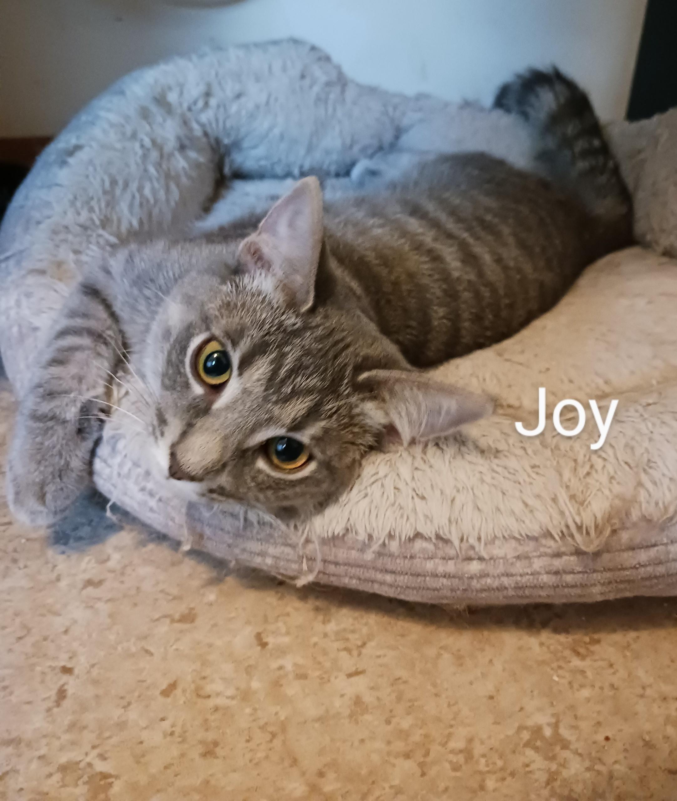 Joy, a Adoptable Domestic Short Hair in Kenosha, WI image 1/3