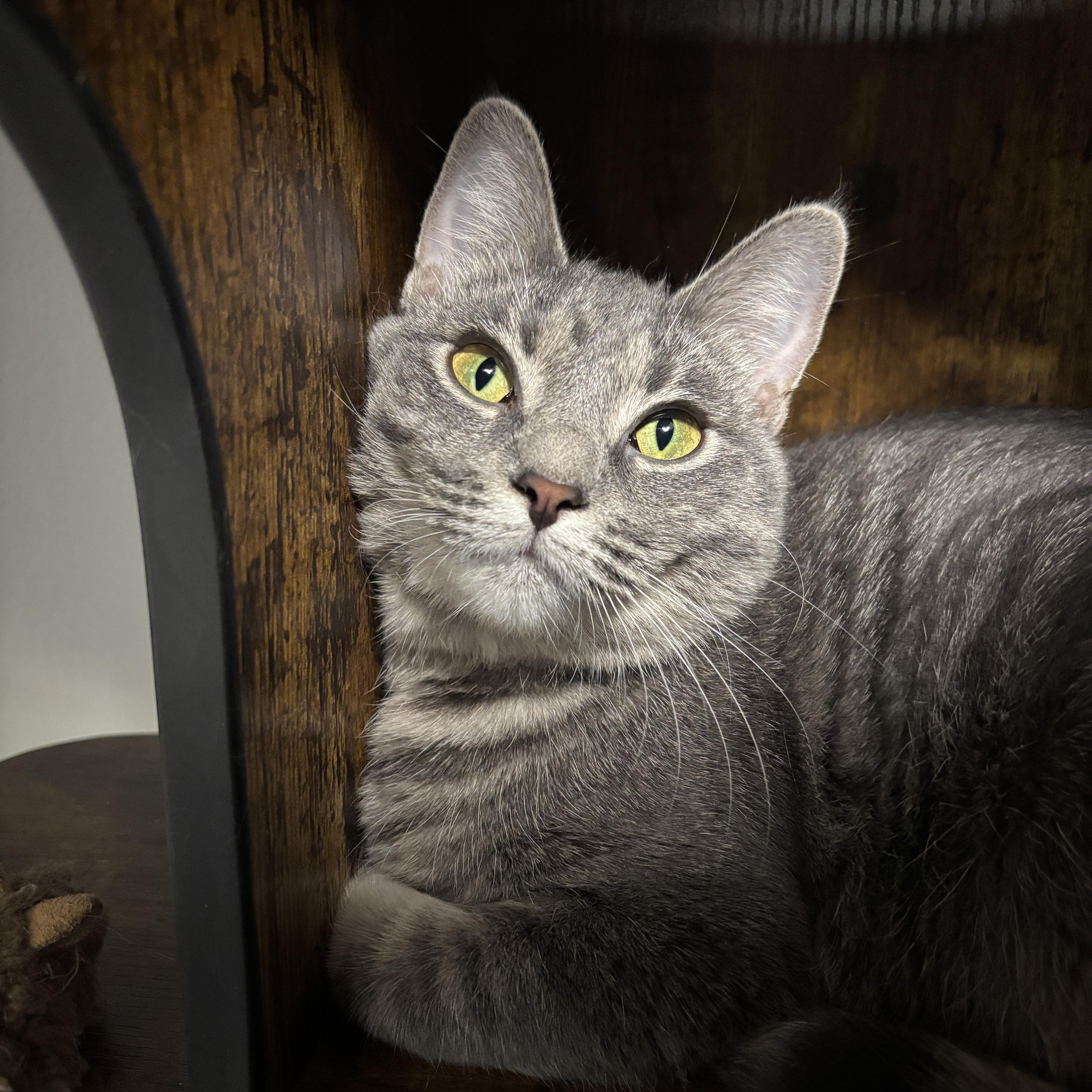 Enlarge Joy, a Adoptable Domestic Short Hair in Kenosha, WI image 1/1