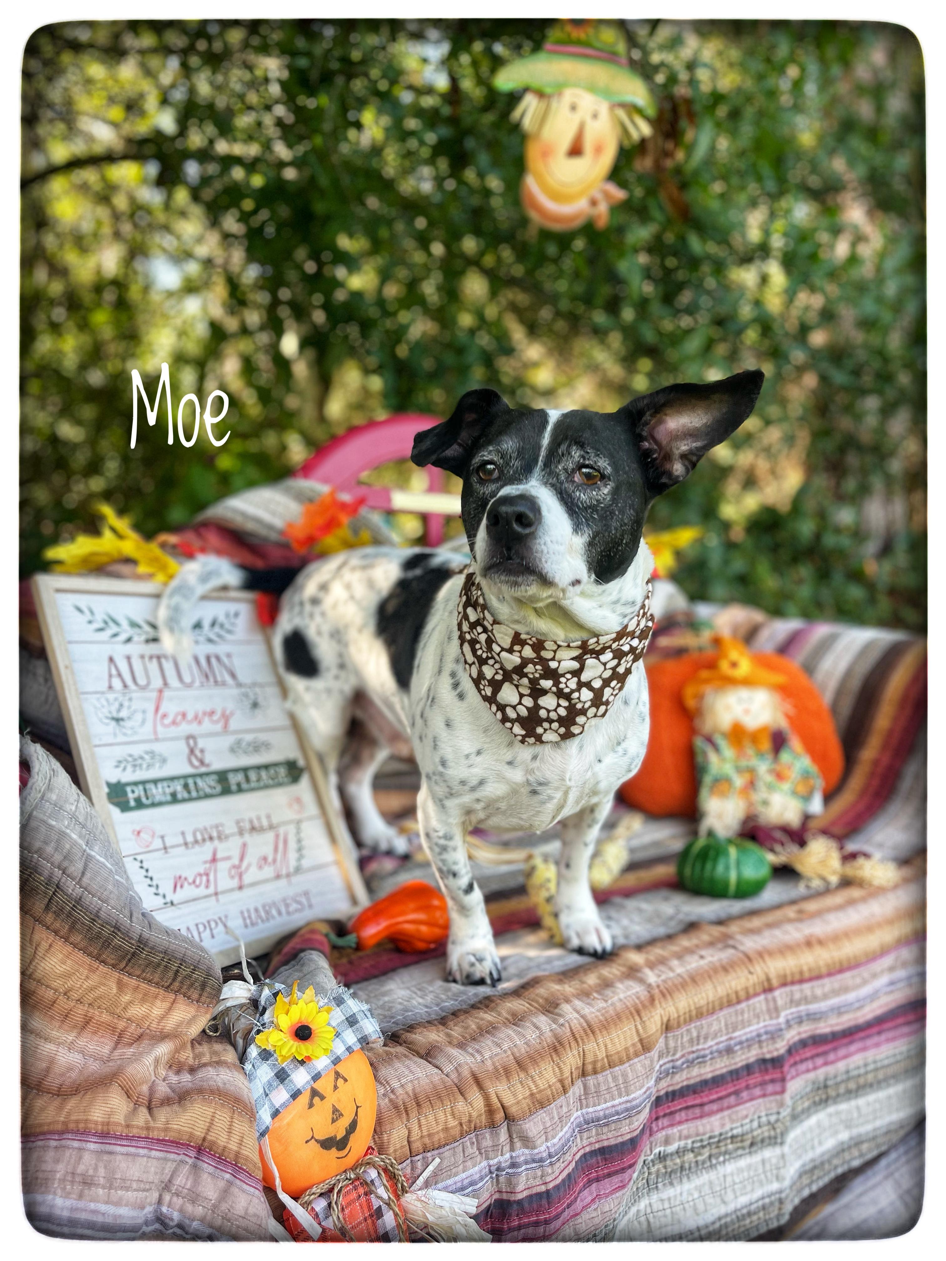 Moe, Adopted, Senior Male Rat Terrier & Basset Hound.