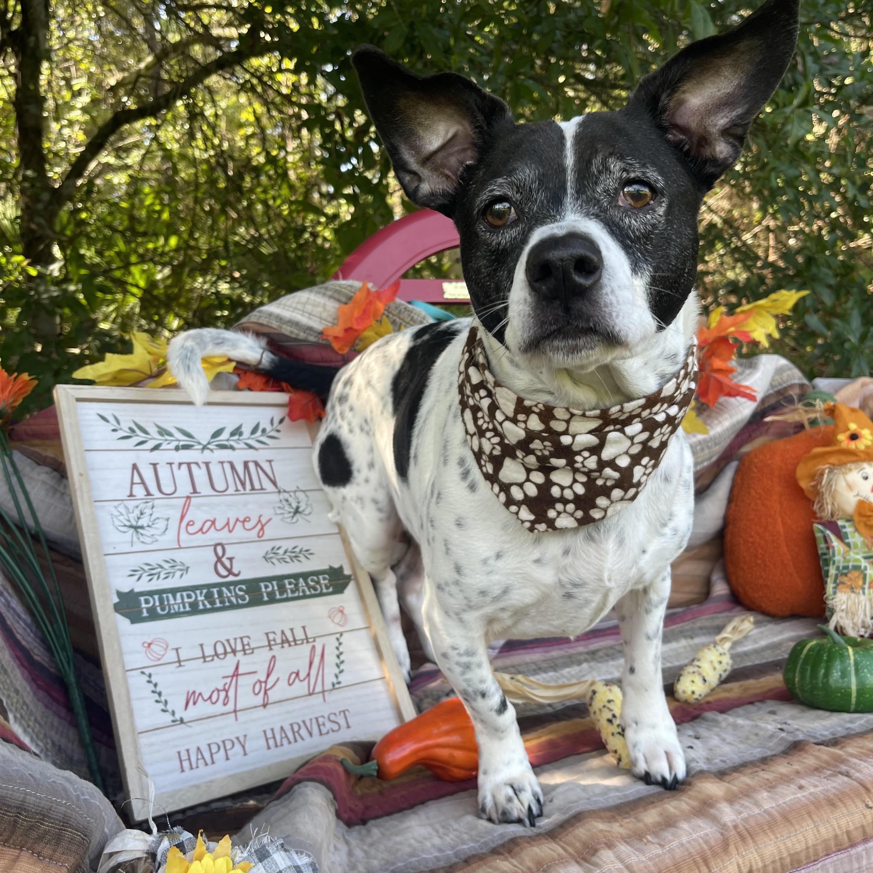 Enlarge Moe, a Adopted mixed breed in Sebring, FL image 2/4