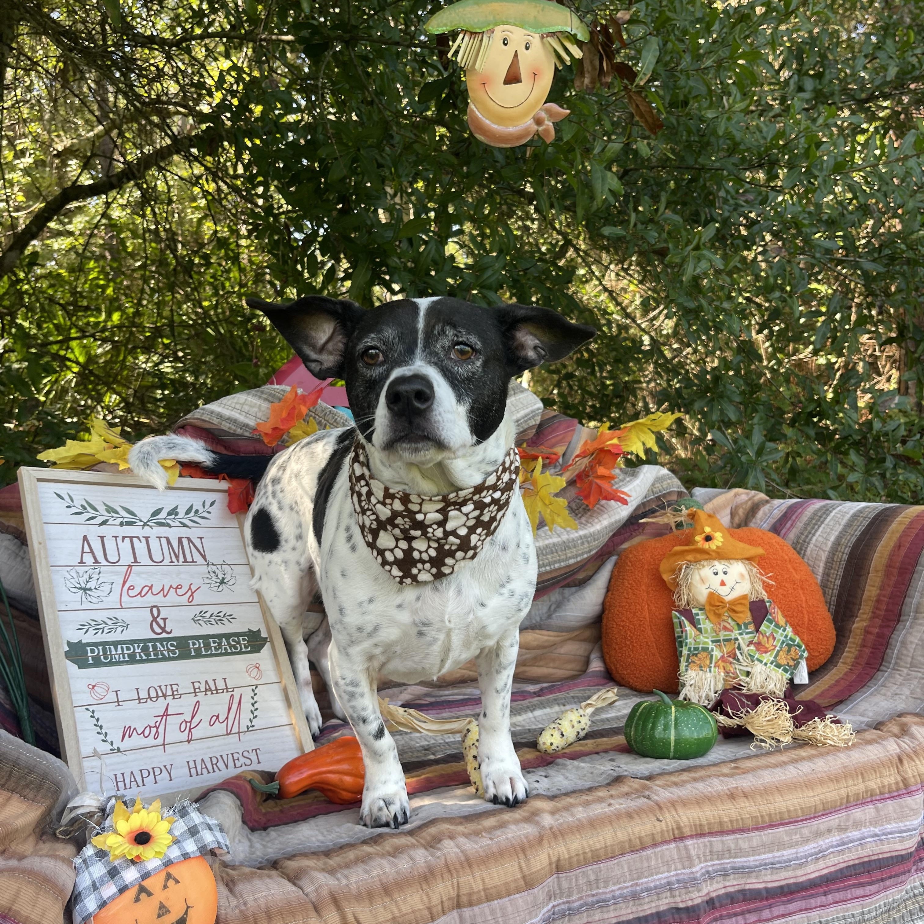 Enlarge Moe, a Adopted mixed breed in Sebring, FL image 3/4