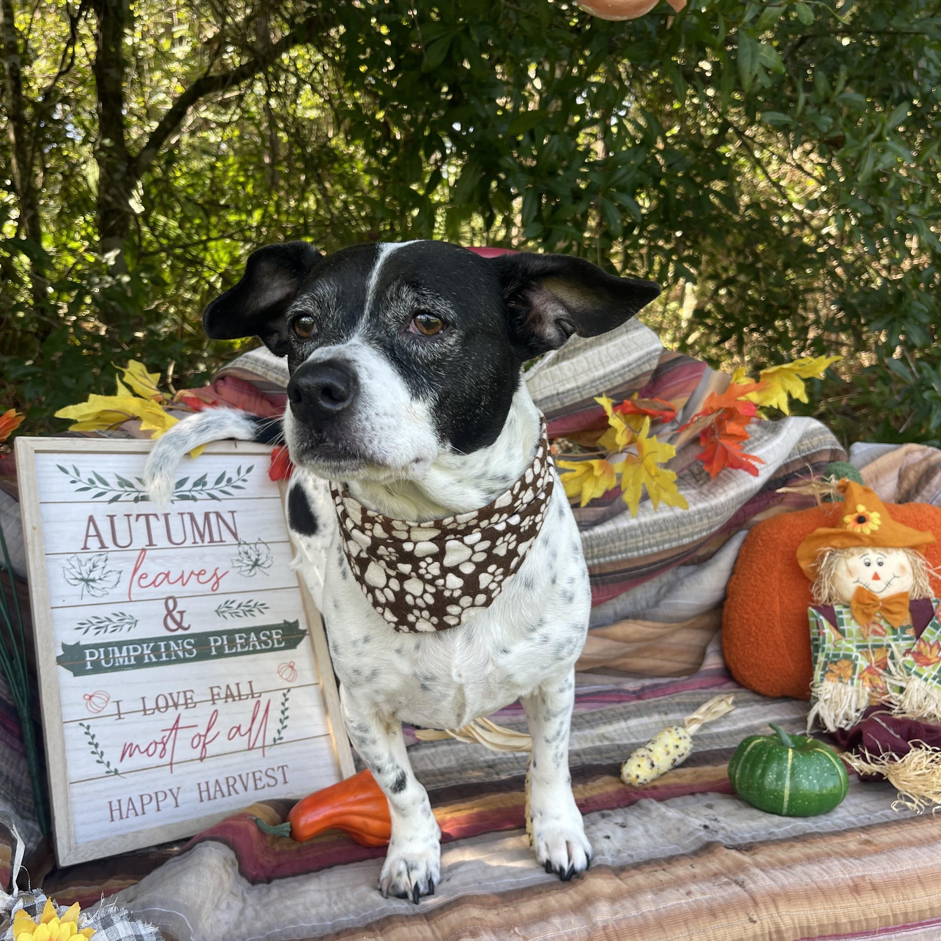 Enlarge Moe, a Adopted mixed breed in Sebring, FL image 4/4