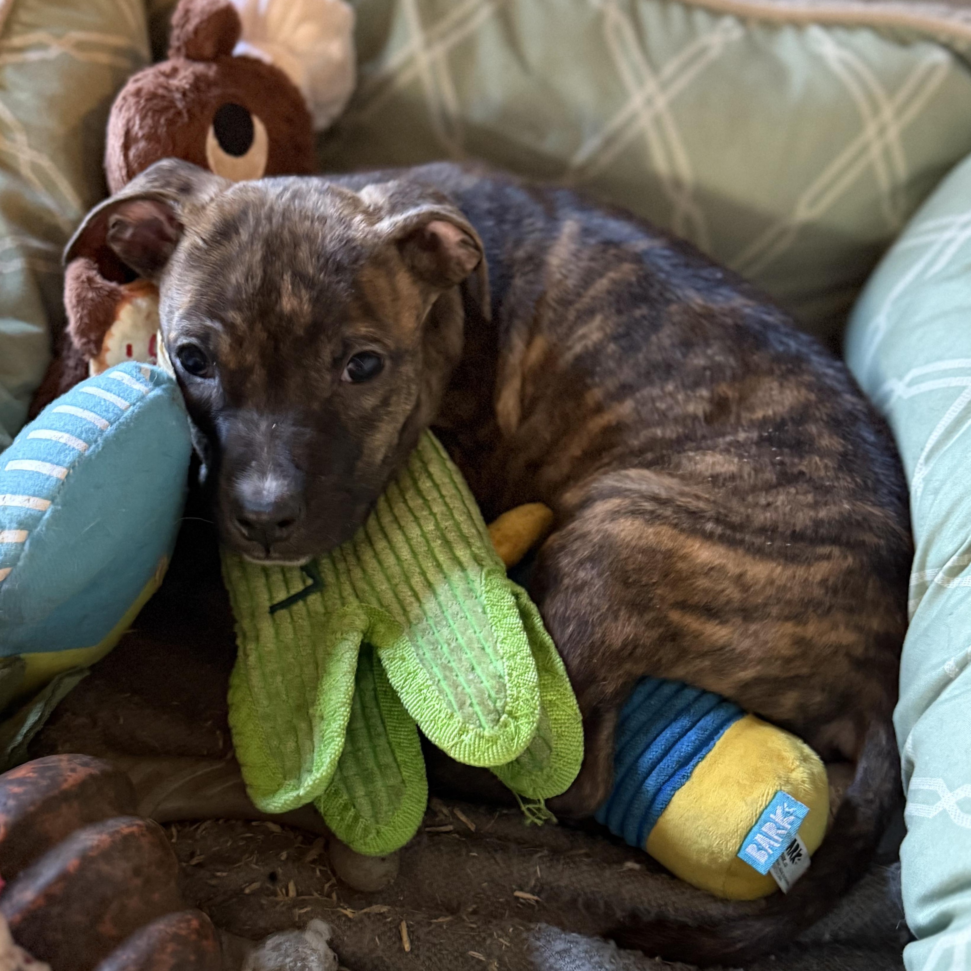 Iceman, an adopted mixed breed in Ayden, NC image 4/5