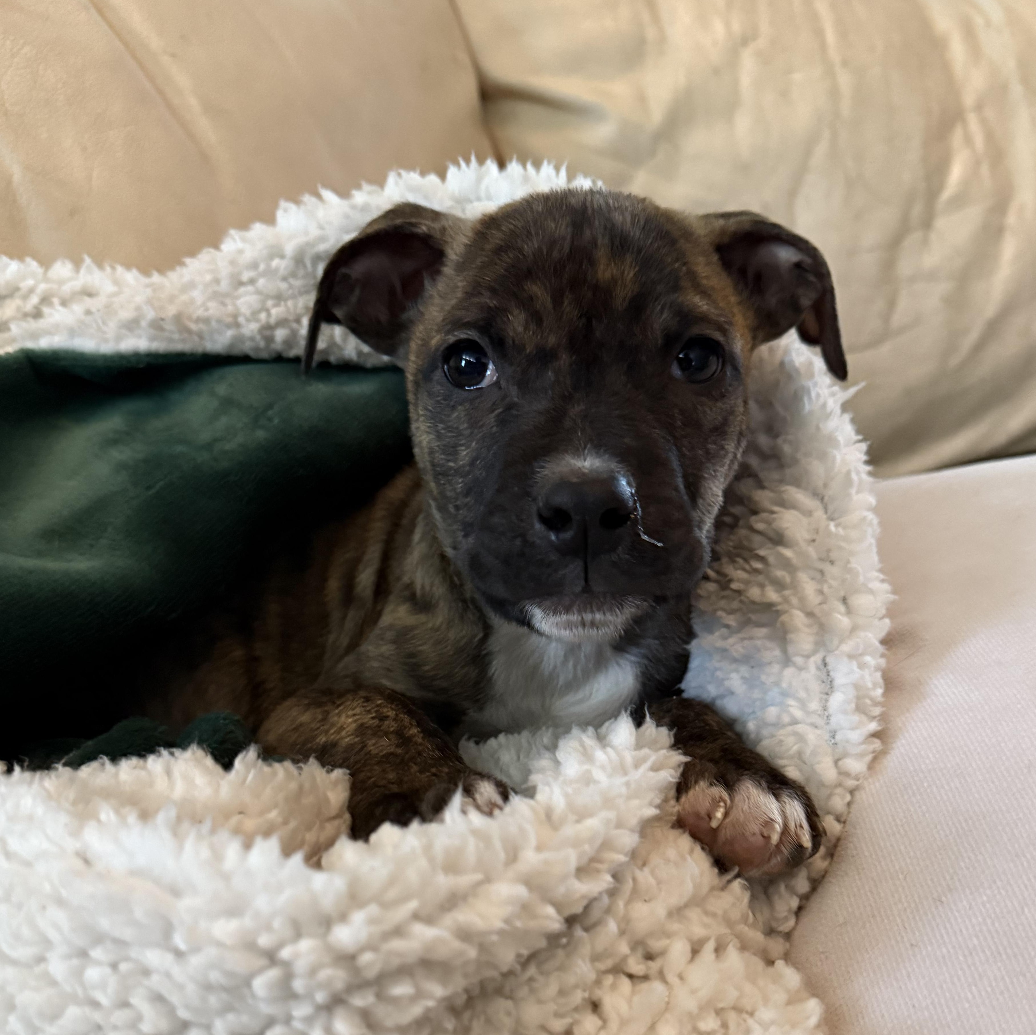 Iceman, an adopted mixed breed in Ayden, NC image 3/5