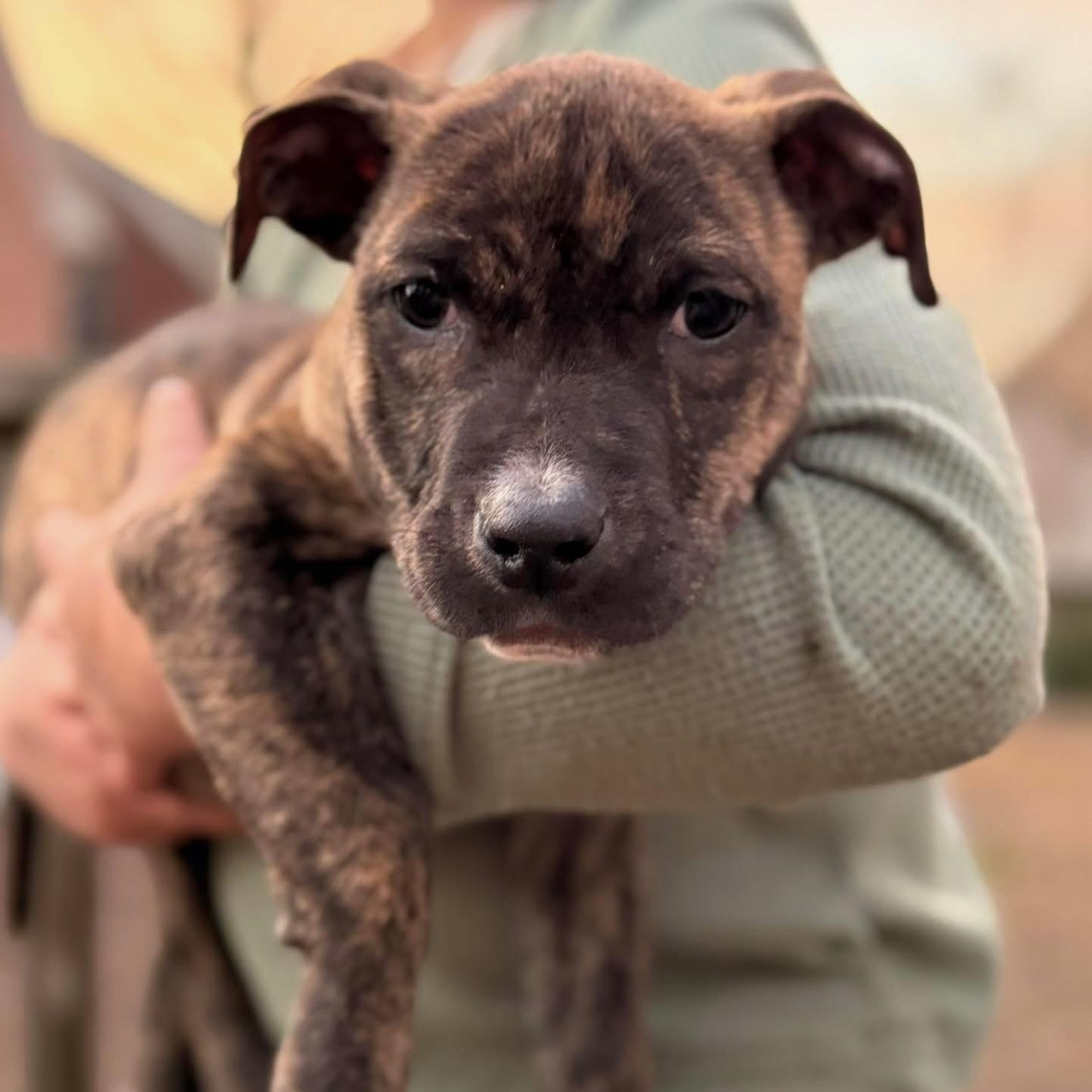 Iceman, adopted, Puppy Male Mixed Breed.