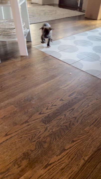 Enlarge Iceman, an adopted mixed breed in Ayden, NC video 5/5