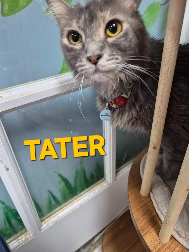 Tater, a Adoptable mixed breed in Rome, GA image 2/3
