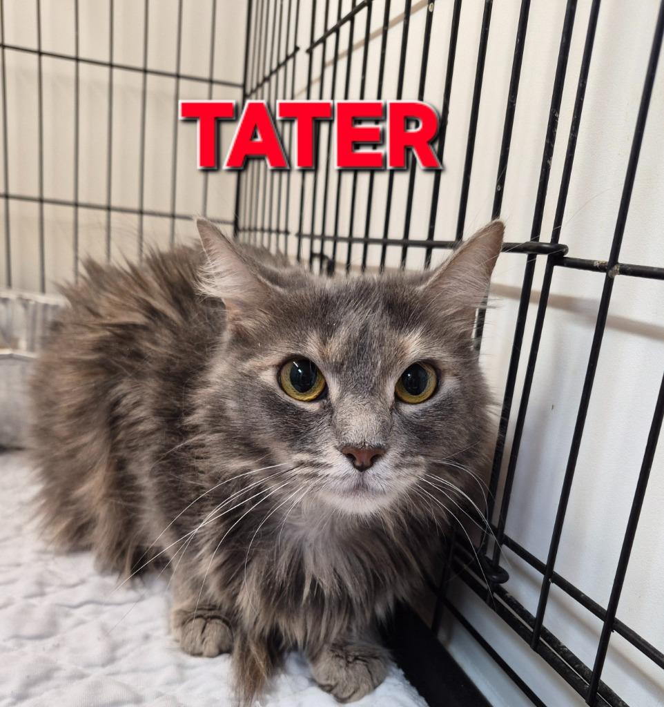 Tater, a Adoptable mixed breed in Rome, GA image 3/3