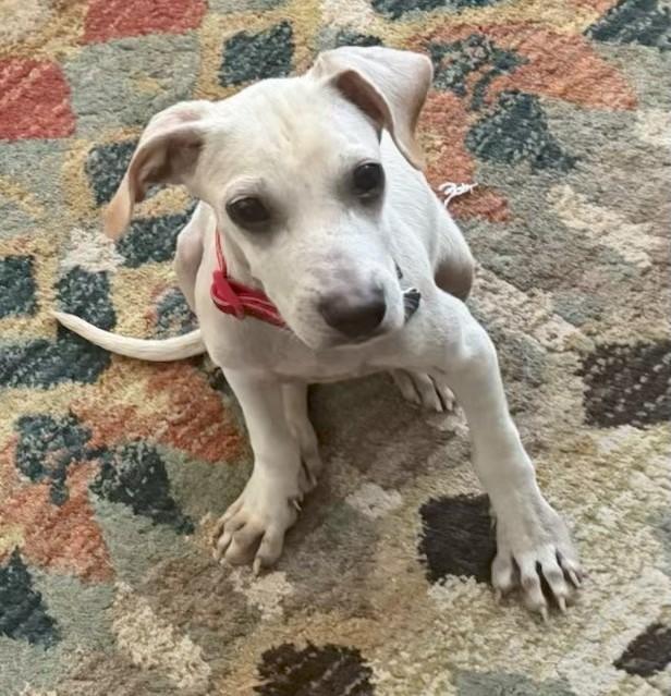 Ollie, an adoptable mixed breed in Littleton, CO image 3/6