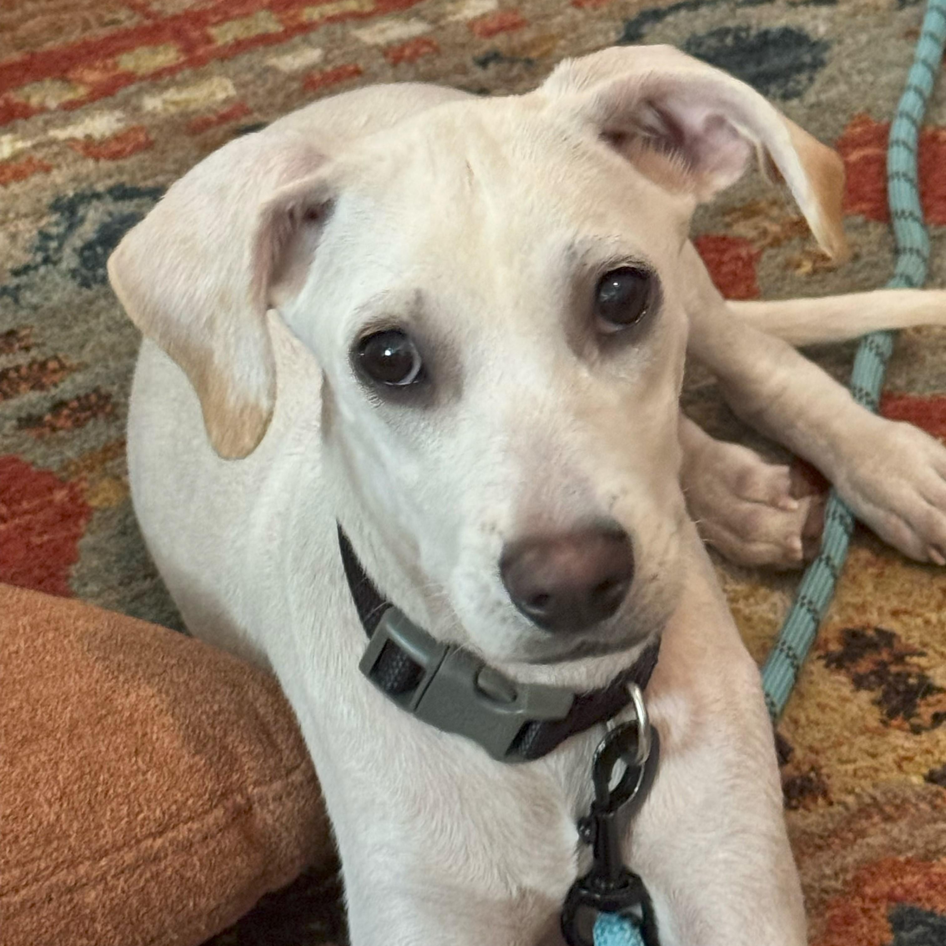 Ollie, an adoptable mixed breed in Littleton, CO image 1/6