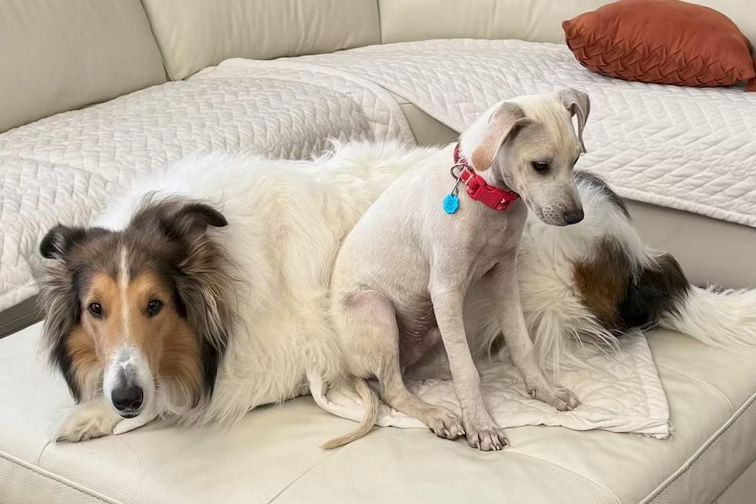 Ollie, an adoptable mixed breed in Littleton, CO image 4/6