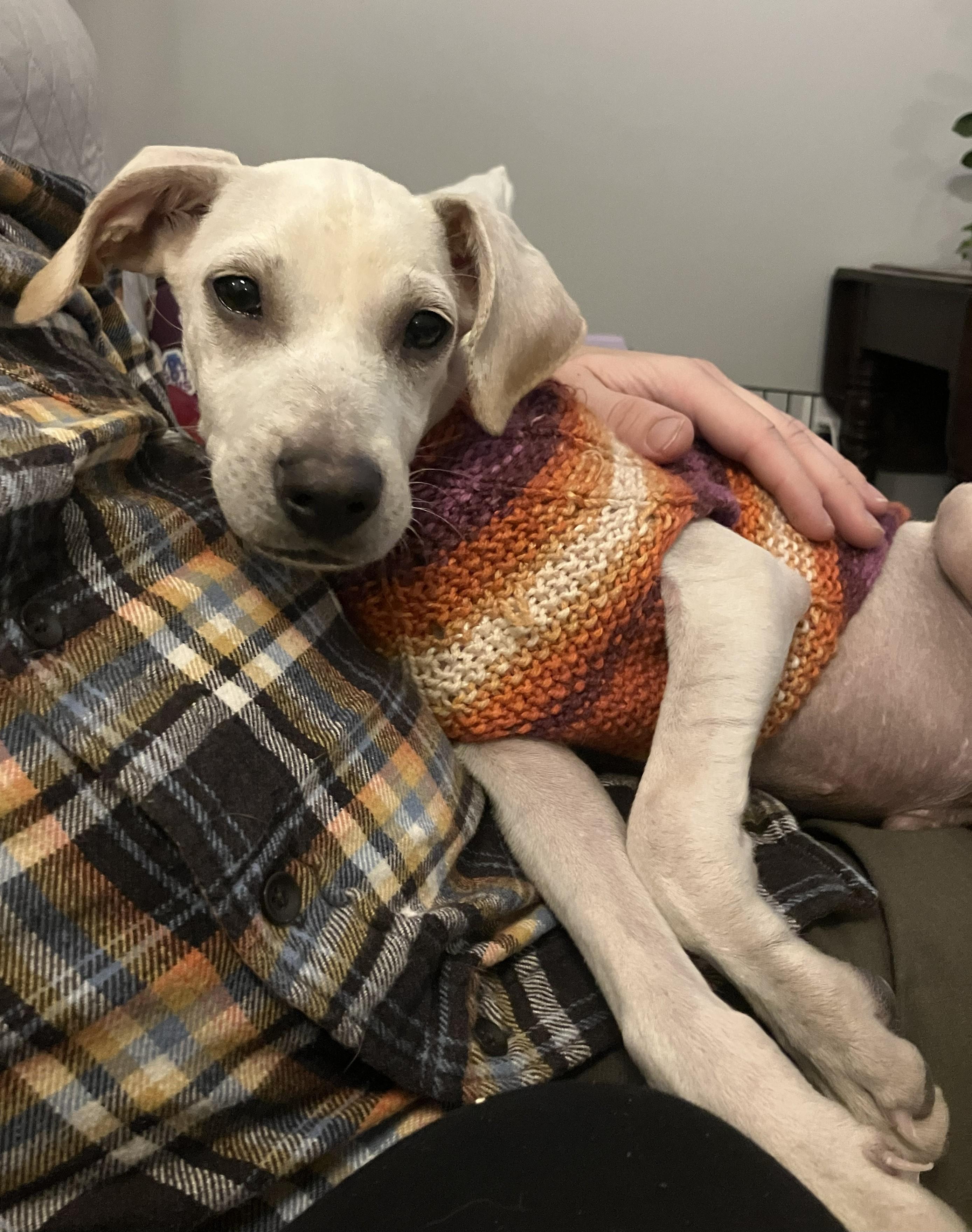 Ollie, Adoptable, Puppy Male Mixed Breed & Labrador Retriever.