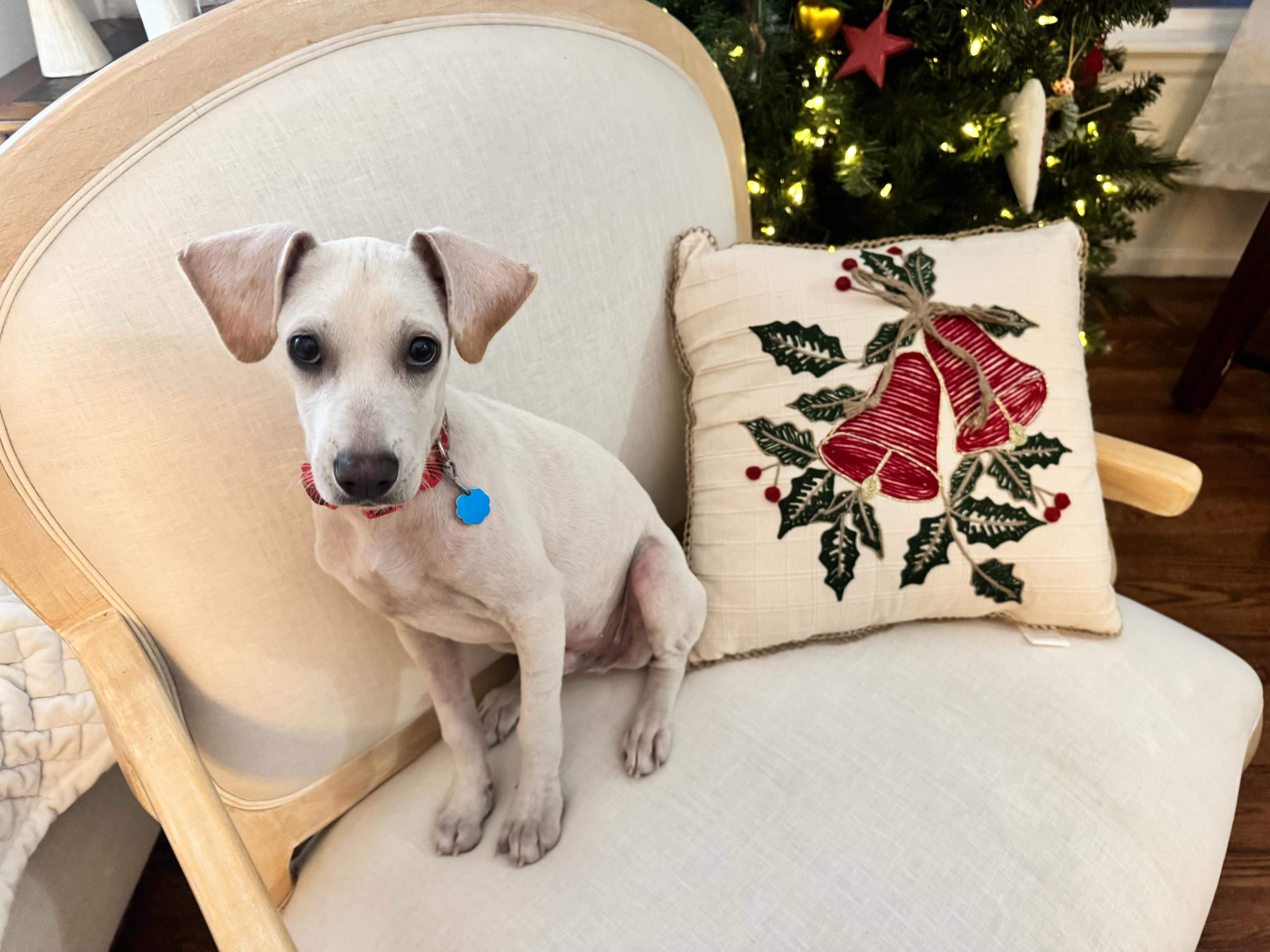 Ollie, an adoptable mixed breed in Littleton, CO image 2/6