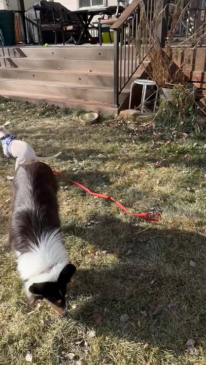 Enlarge Ollie, an adoptable mixed breed in Littleton, CO video 6/6