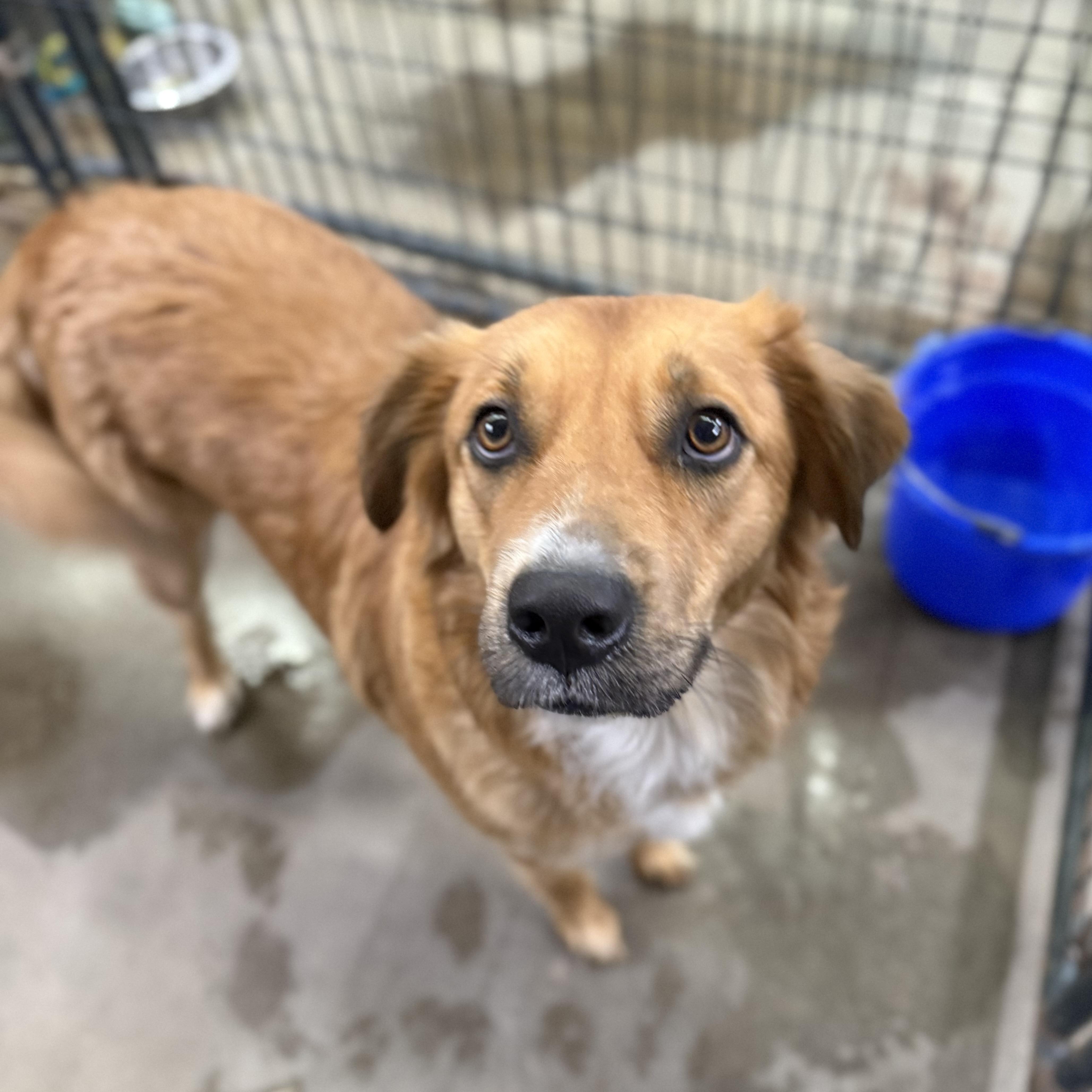Enlarge Aruba, a Adoptable mixed breed in Columbia, SC image 4/6