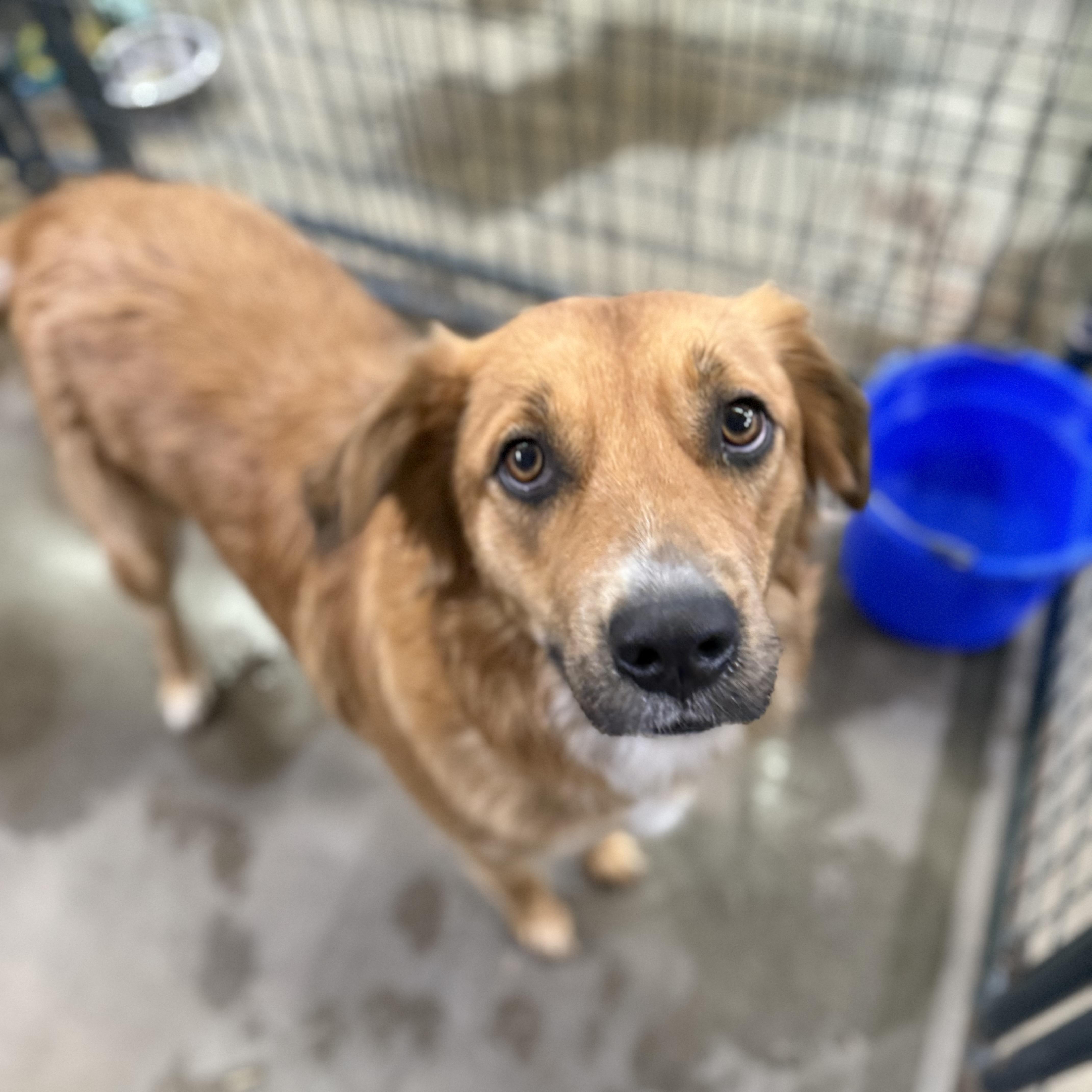 Enlarge Aruba, a Adoptable mixed breed in Columbia, SC image 6/6
