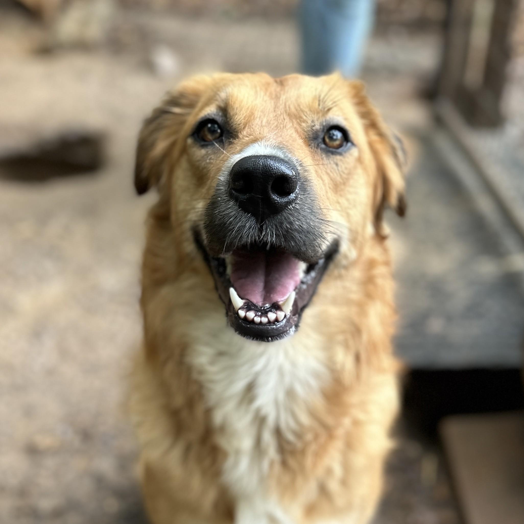 Enlarge Aruba, a Adoptable mixed breed in Columbia, SC image 1/6