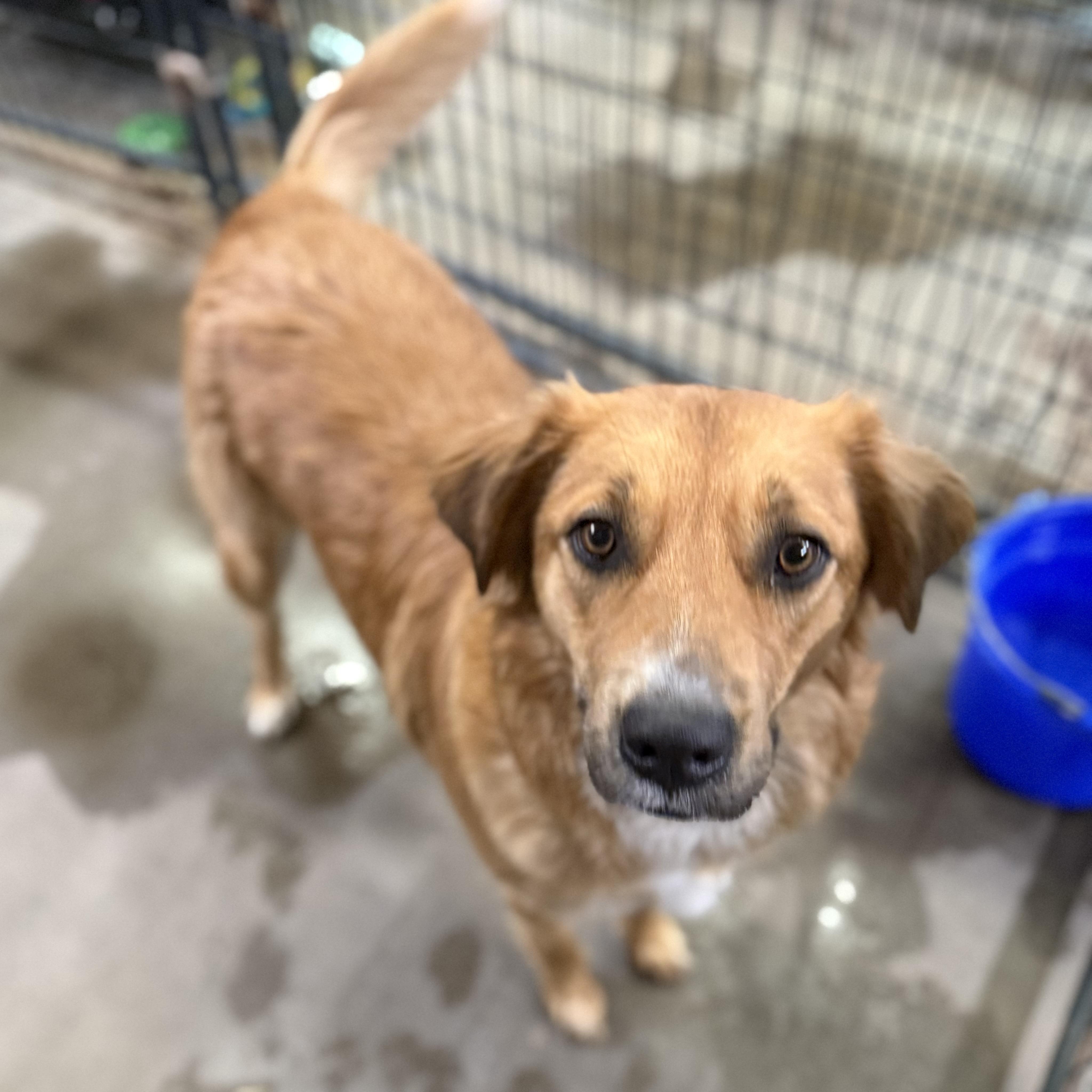 Enlarge Aruba, a Adoptable mixed breed in Columbia, SC image 5/6