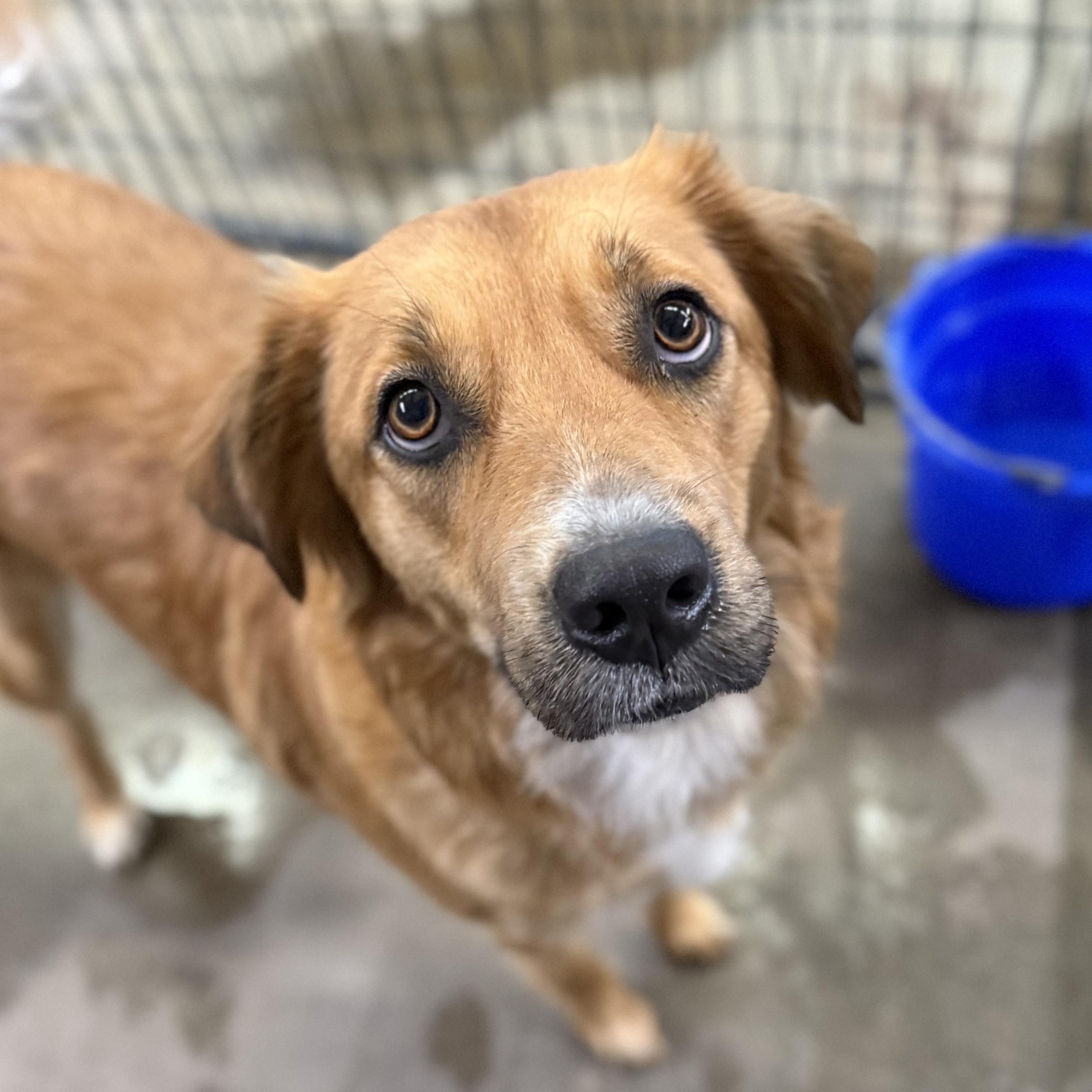 Enlarge Aruba, a Adoptable mixed breed in Columbia, SC image 2/6