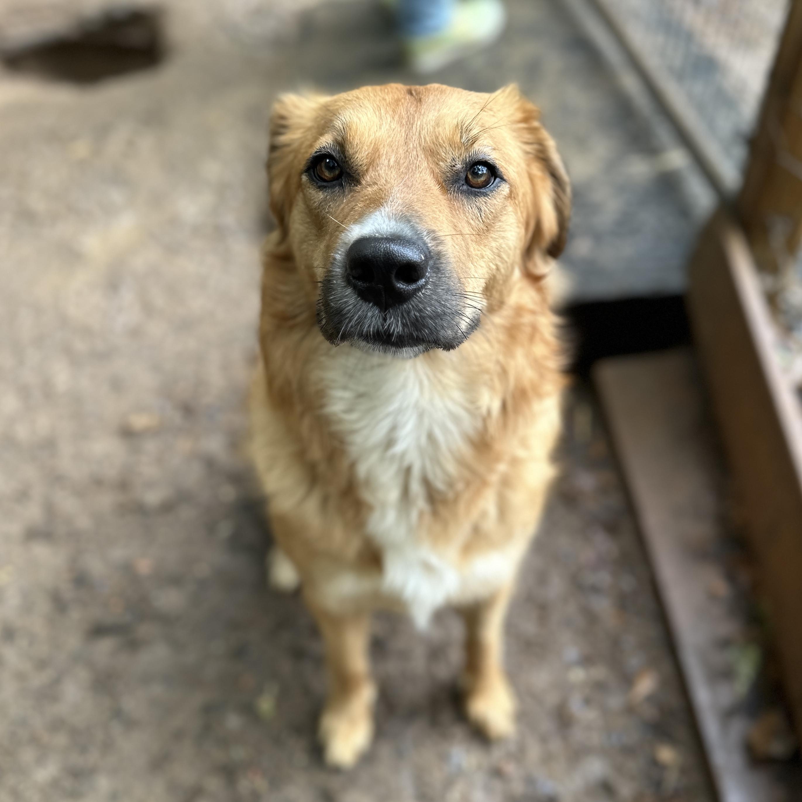 Enlarge Aruba, a Adoptable mixed breed in Columbia, SC image 3/6