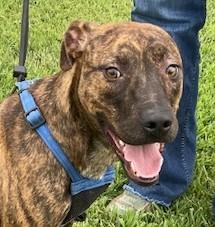 Enlarge Jasmine Sunbeam, a Adoptable mixed breed in Woburn, MA image 3/6