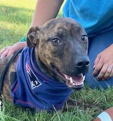 Enlarge Jasmine Sunbeam, a Adoptable mixed breed in Woburn, MA image 1/6