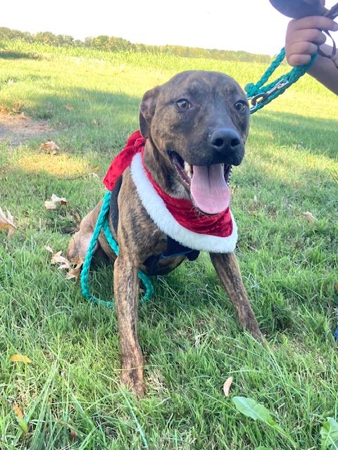 Enlarge Jasmine Sunbeam, a Adoptable mixed breed in Woburn, MA image 4/6