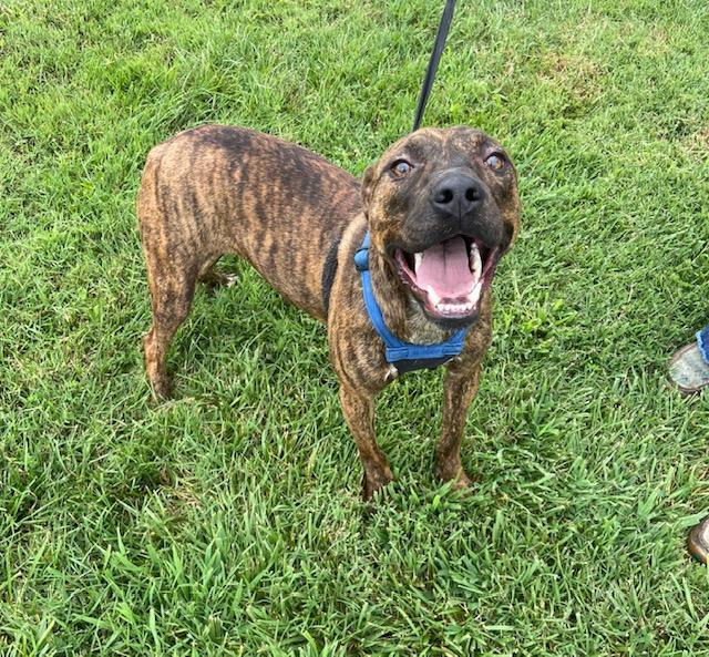 Enlarge Jasmine Sunbeam, a Adoptable mixed breed in Woburn, MA image 5/6