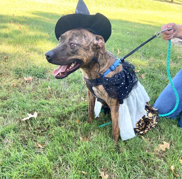 Enlarge Jasmine Sunbeam, a Adoptable mixed breed in Woburn, MA image 2/6