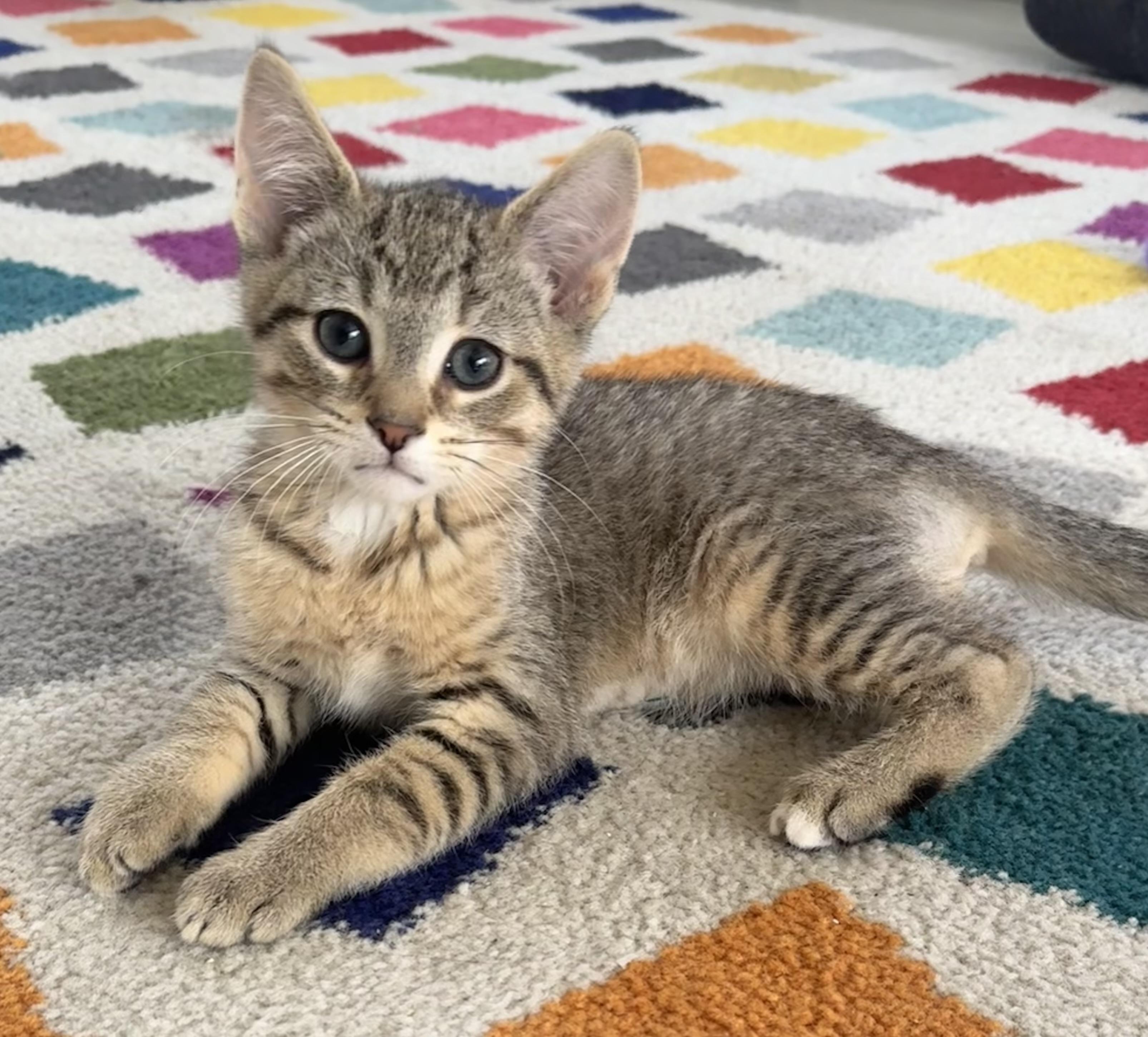 Charlie Chaplin, adopted, Kitten Male Tabby.